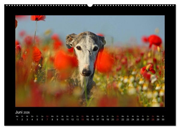 Produktbild: Windhund bunt (Wandkalender 2026 DIN A2 quer), CALVENDO Monatskalender