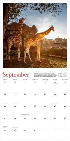 Produktbild: Giraffe Manor Wall Calendar 2026