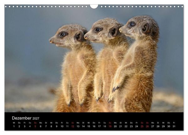 Produktbild: Lustige Erdm&auml;nnchen (Wandkalender 2027 DIN A3 quer), CALVENDO Monatskalender