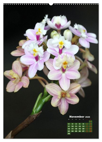 Produktbild: Traumhafte Orchideen (Wandkalender 2026 DIN A2 hoch), CALVENDO Monatskalender