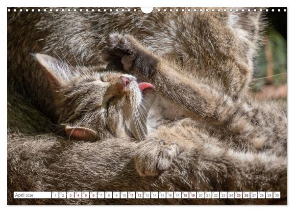 Produktbild: Wildkatzenbabys - wild und zuckers&uuml;&szlig;. (Wandkalender 2026 DIN A3 quer), CALVENDO Monatskalender