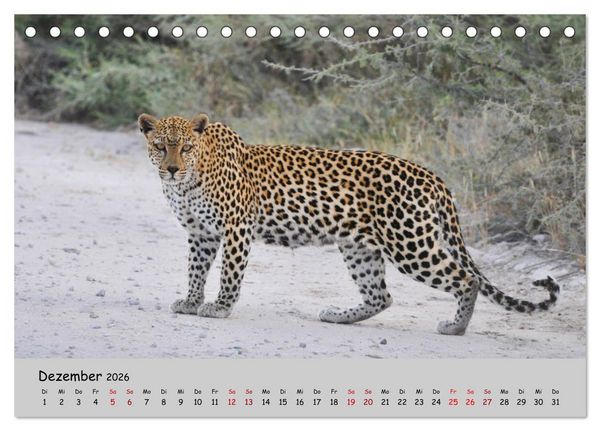 Produktbild: Leoparden - gro&szlig; und klein (Tischkalender 2026 DIN A5 quer), CALVENDO Monatskalender