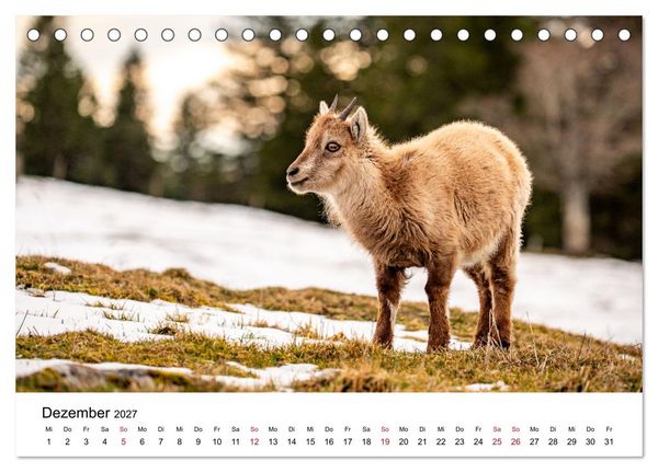 Produktbild: Steinb&ouml;cke - Eindr&uuml;ckliche K&ouml;nige der Alpen (Tischkalender 2027 DIN A5 quer), CALVENDO Monatskalender