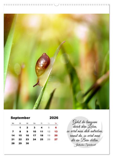Produktbild: Schnecklein (Wandkalender 2026 DIN A2 hoch), CALVENDO Monatskalender