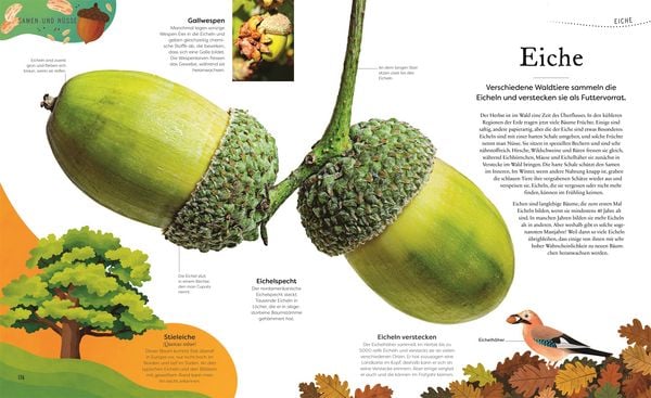 Produktbild: Gro&szlig;e und kleine Sch&auml;tze der Natur. Pflanzen