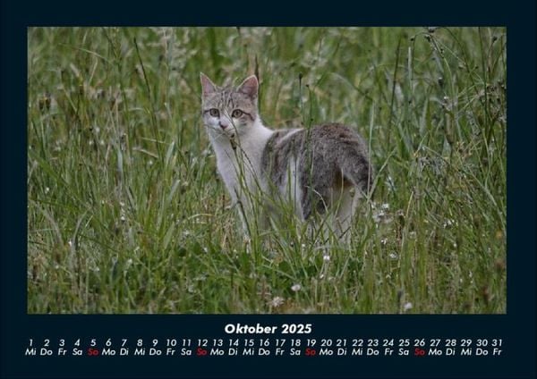 Produktbild: F&uuml;r Katzenfreunde 2025 Fotokalender DIN A4