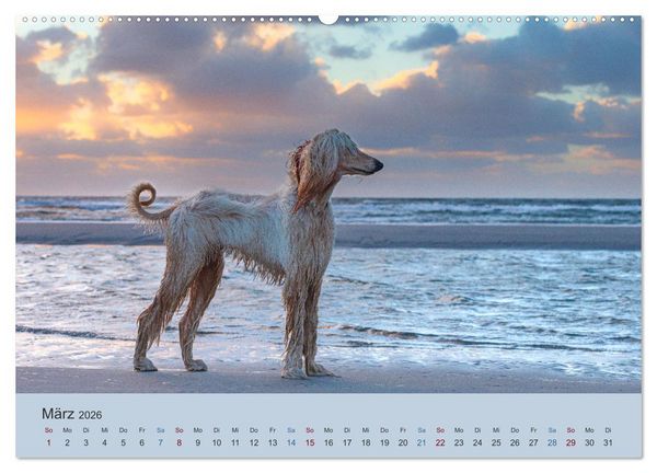Produktbild: AFGHANISCHE WINDHUNDE 2026 (hochwertiger Premium Wandkalender 2026 DIN A2 quer), Kunstdruck in Hochglanz