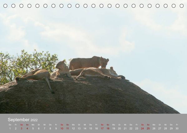 Produktbild: Die Magie der K&ouml;nige der Tiere (Tischkalender 2022 DIN A5 quer)