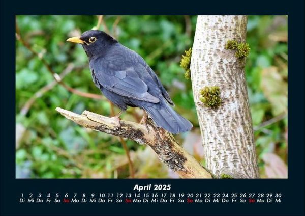 Produktbild: Vogelparadies 2025 Fotokalender DIN A4