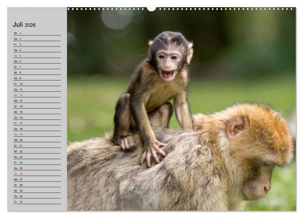 Produktbild: Faszination Affen. Kobolde zum Verlieben (Wandkalender 2026 DIN A2 quer), CALVENDO Monatskalender