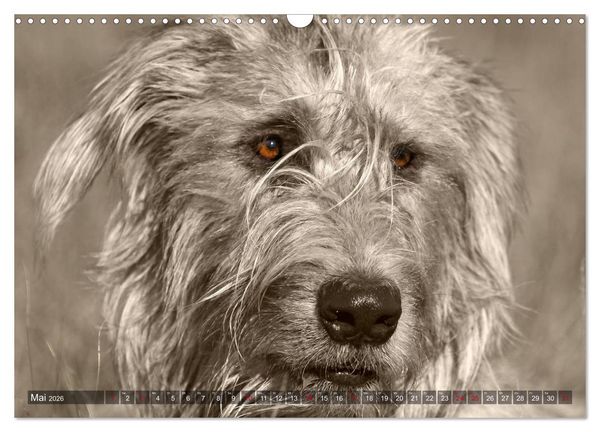 Produktbild: Windhunde eye-catcher (Wandkalender 2026 DIN A3 quer), CALVENDO Monatskalender