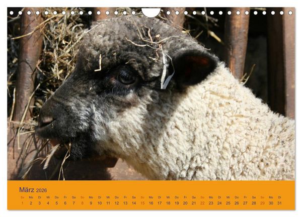 Produktbild: Shropshire Schafe (Wandkalender 2026 DIN A4 quer), CALVENDO Monatskalender