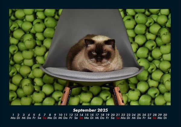 Produktbild: F&uuml;r Katzenfreunde 2025 Fotokalender DIN A4