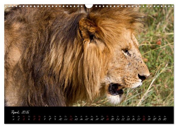 Produktbild: Faszination Afrika - wilde Tiere der Masai Mara - Kenia (Wandkalender 2026 DIN A3 quer), CALVENDO Monatskalender