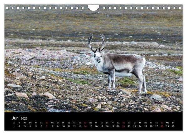 Produktbild: TRAUMZIEL ARKTIS, Impressionen vom Rand der Welt (Wandkalender 2026 DIN A4 quer), CALVENDO Monatskalender