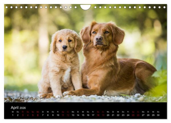 Produktbild: Toller - Nova Scotia Duck Tolling Retriever (Wandkalender 2026 DIN A4 quer), CALVENDO Monatskalender