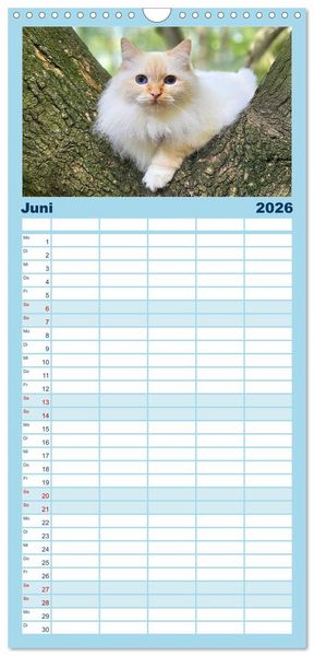 Produktbild: Familienplaner 2026 - Heilige Birma Katzen Kalender mit 5 Spalten (Wandkalender, 21 x 45 cm) CALVENDO