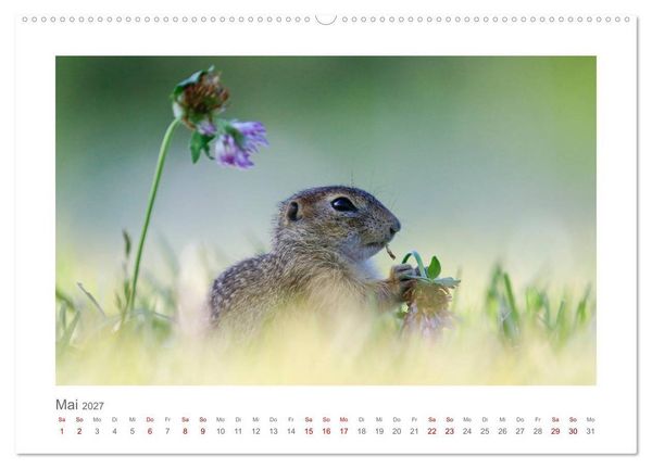 Produktbild: Lustige Zieselbabys (Wandkalender 2027 DIN A2 quer), CALVENDO Monatskalender