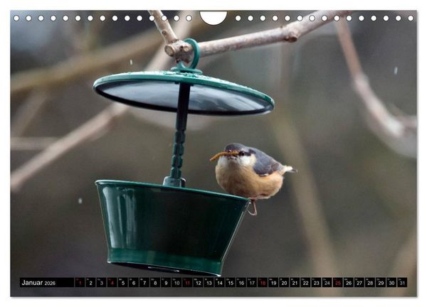 Produktbild: Gartenv&ouml;gel (Wandkalender 2026 DIN A4 quer), CALVENDO Monatskalender