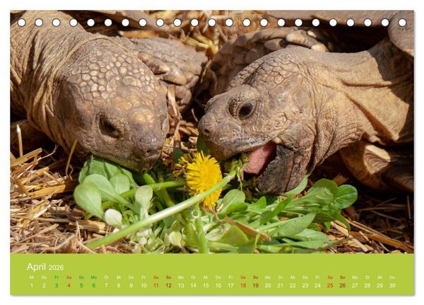 Produktbild: Meine Schildkr&ouml;ten (Tischkalender 2026 DIN A5 quer), CALVENDO Monatskalender