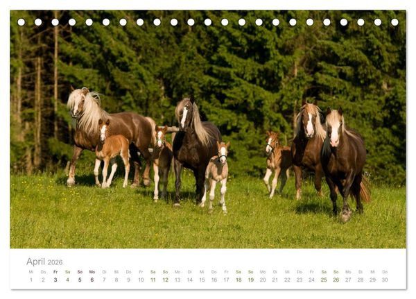 Produktbild: Faszination und Vielfalt - Schwarzw&auml;lder Kaltblut (Tischkalender 2026 DIN A5 quer), CALVENDO Monatskalender
