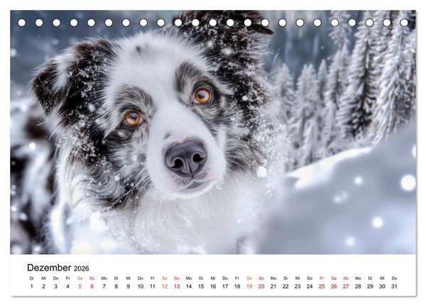 Produktbild: Border Collies H&uuml;teprofis (Tischkalender 2026 DIN A5 quer), CALVENDO Monatskalender