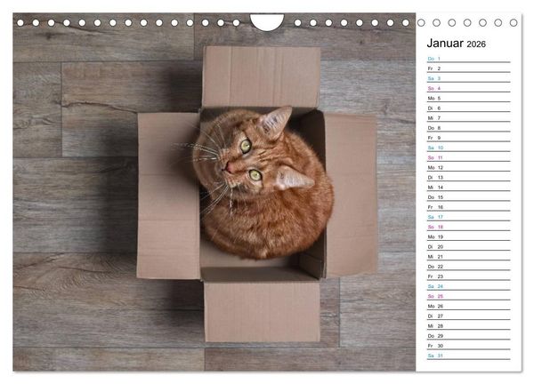Produktbild: Karton Katzen (Wandkalender 2026 DIN A4 quer), CALVENDO Monatskalender