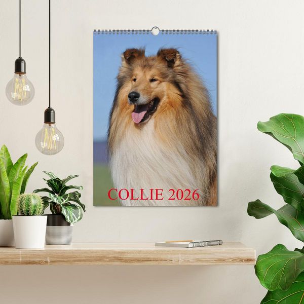 Produktbild: Collie 2026 (Wandkalender 2026 DIN A3 hoch), CALVENDO Monatskalender