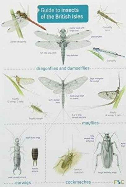 Produktbild: Guide to Insects of the British Isles