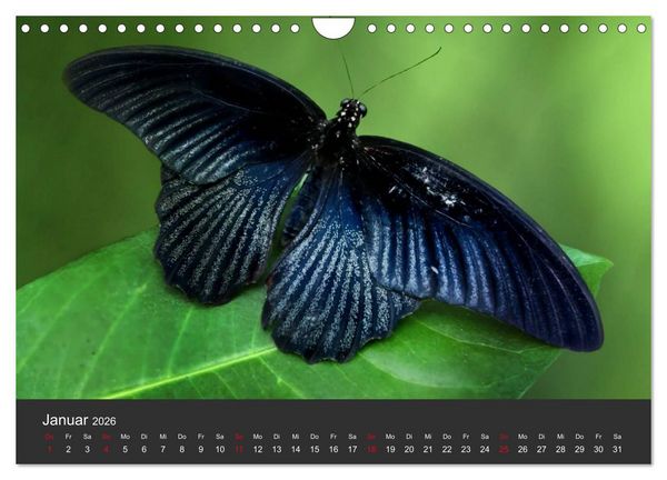 Produktbild: Schmetterlinge (Wandkalender 2026 DIN A4 quer), CALVENDO Monatskalender