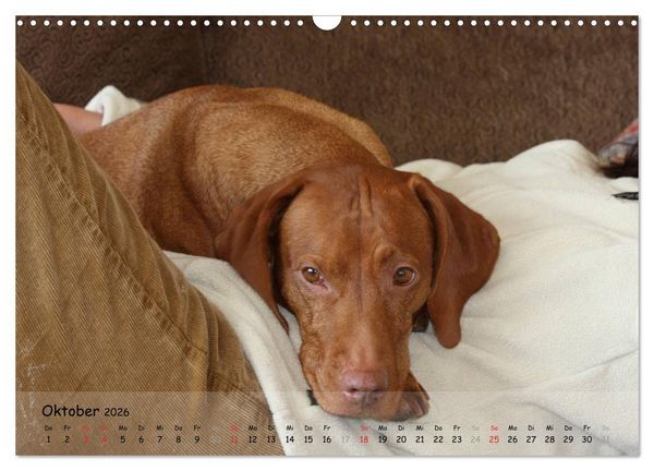 Produktbild: Magyar Vizsla - pure Lebensfreude (Wandkalender 2026 DIN A3 quer), CALVENDO Monatskalender