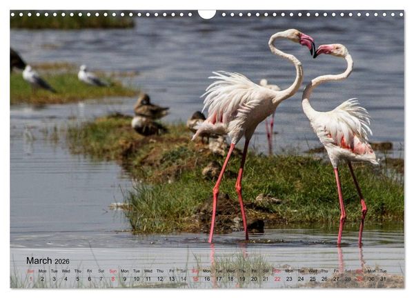 Produktbild: Flamingos Think pink (Wall Calendar 2026 DIN A3 landscape), CALVENDO 12 Month Wall Calendar