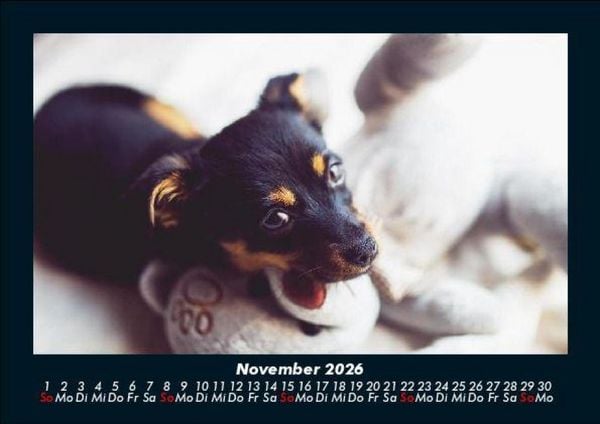 Produktbild: Welpen 2026 Fotokalender DIN A5