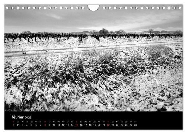 Produktbild: VIGNES DU SUD terroirs d'AOC (Calendrier mural 2026 DIN A4 vertical), CALVENDO calendrier mensuel
