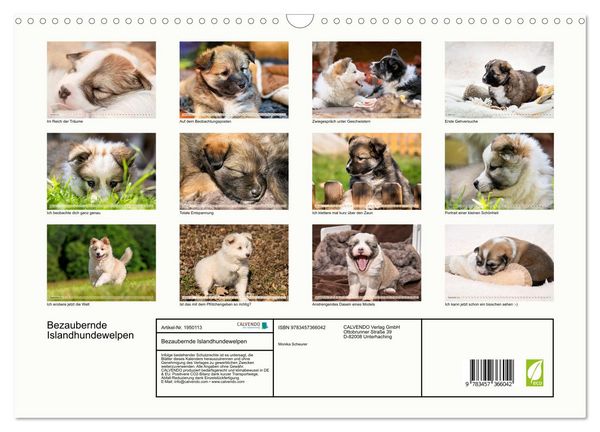 Produktbild: Bezaubernde Islandhundewelpen (Wandkalender 2026 DIN A3 quer), CALVENDO Monatskalender