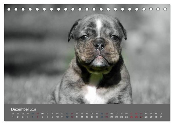Produktbild: Bulldoggen-Zwerge (Tischkalender 2026 DIN A5 quer), CALVENDO Monatskalender