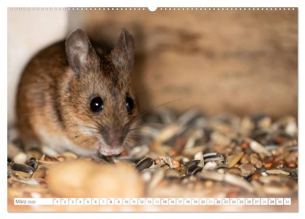 Produktbild: Die Maus im Vogelhaus (hochwertiger Premium Wandkalender 2026 DIN A2 quer), Kunstdruck in Hochglanz