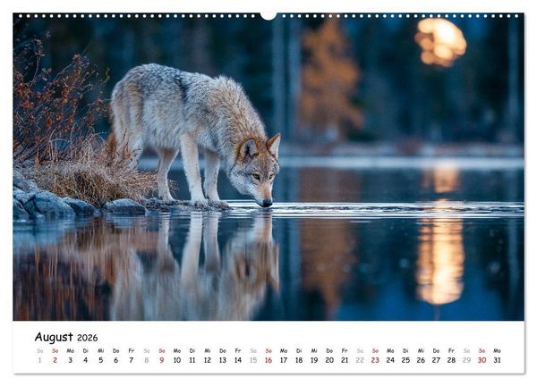 Produktbild: W&ouml;lfe im Mondlicht - Ruf der Wildnis (Wandkalender 2026 DIN A2 quer), CALVENDO Monatskalender