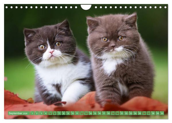 Produktbild: Katzenkinder - Britisch Kurzhaar (Wandkalender 2026 DIN A4 quer), CALVENDO Monatskalender