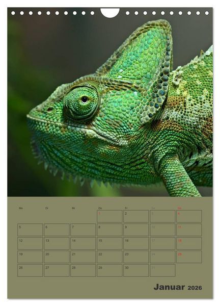 Produktbild: Minidrachen - Die kleinen Nachkommen der Urzeitmonster (Wandkalender 2026 DIN A4 hoch), CALVENDO Monatskalender