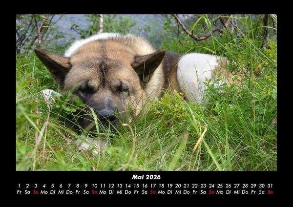 Produktbild: Der Hundekalender 2026 Fotokalender DIN A3