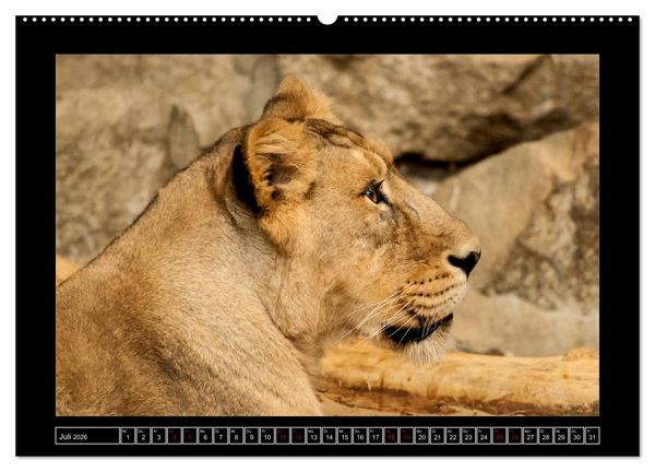 Produktbild: Tiger, L&ouml;we und Co. (hochwertiger Premium Wandkalender 2026 DIN A2 quer), Kunstdruck in Hochglanz
