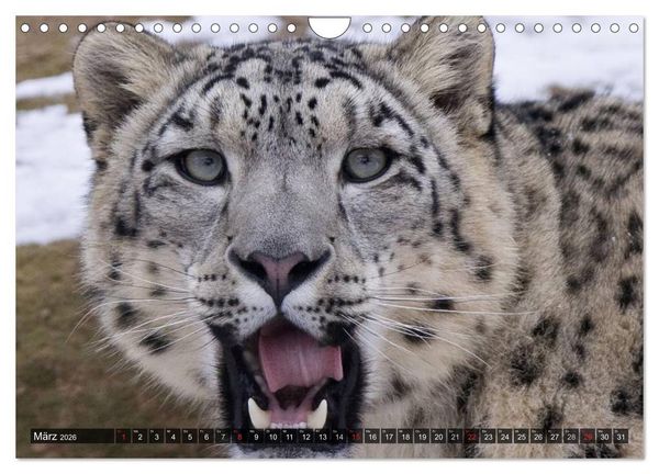 Produktbild: Raubkatzen. Wild, sch&ouml;n und kraftvoll (Wandkalender 2026 DIN A4 quer), CALVENDO Monatskalender