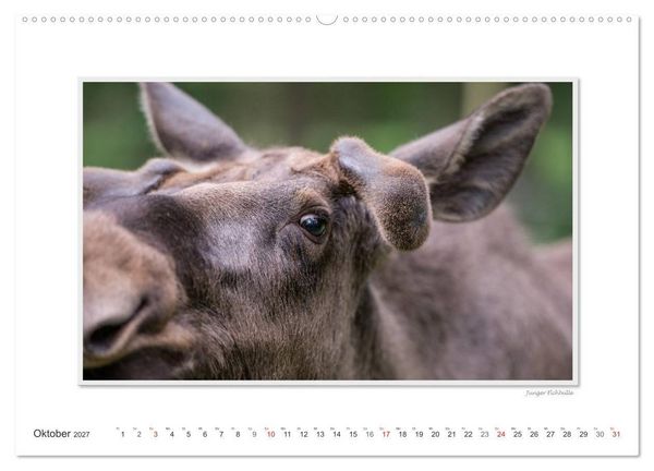 Produktbild: Emotionale Momente: Europ&auml;ischer Elch Part II (Wandkalender 2027 DIN A2 quer), CALVENDO Monatskalender