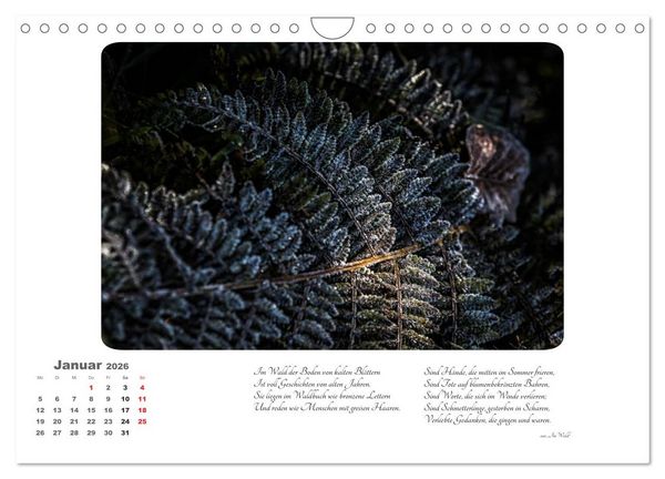 Produktbild: Max Dauthendey - Mit dem Wald durchs Jahr (Wandkalender 2026 DIN A4 quer), CALVENDO Monatskalender