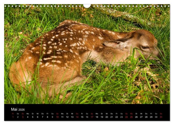 Produktbild: Der Rothirsch, K&ouml;nig der W&auml;lder (Wandkalender 2026 DIN A3 quer), CALVENDO Monatskalender