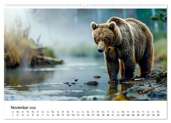 Produktbild: B&auml;ren - gef&auml;hrlich nett (Wandkalender 2026 DIN A2 quer), CALVENDO Monatskalender