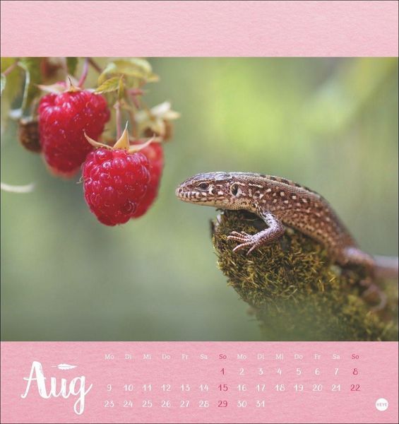 Produktbild: Vadim Trunov: M&auml;rchenhaftes Waldleben Postkartenkalender 2027