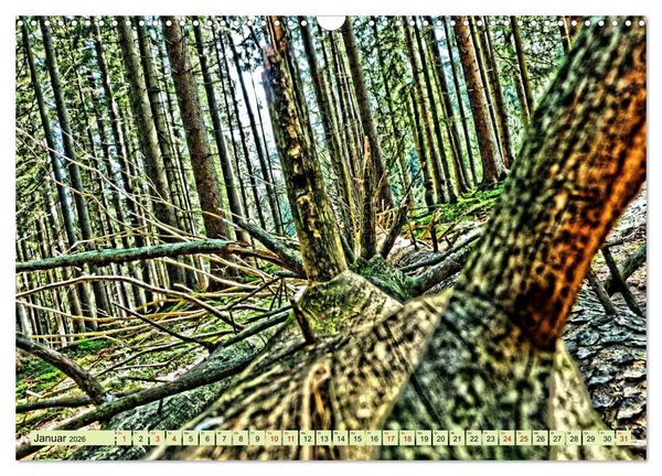 Produktbild: Verwunschene Waldtr&auml;ume: Ein Kalender voller Magie (Wandkalender 2026 DIN A3 quer), CALVENDO Monatskalender