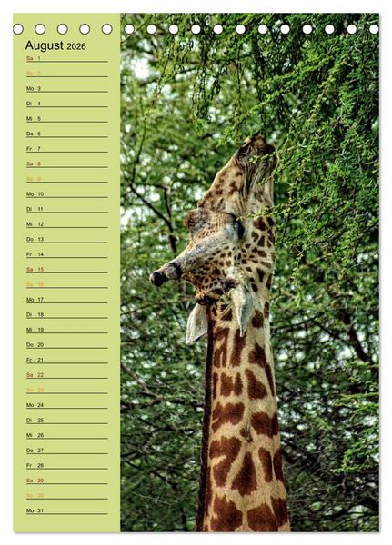 Produktbild: Giraffen. Voller Stolz und Grazie (Tischkalender 2026 DIN A5 hoch), CALVENDO Monatskalender